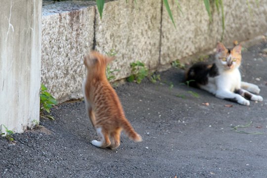 街のねこたち