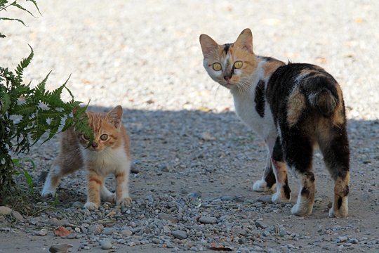 街のねこたち