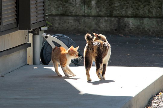 街のねこたち