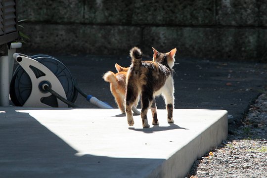 街のねこたち