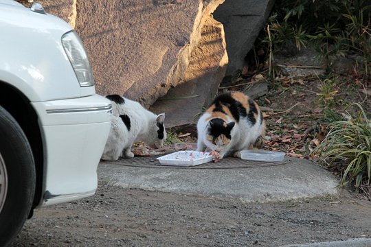 街のねこたち