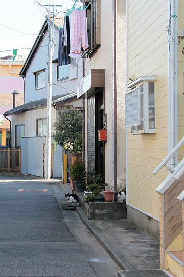 街のねこたち