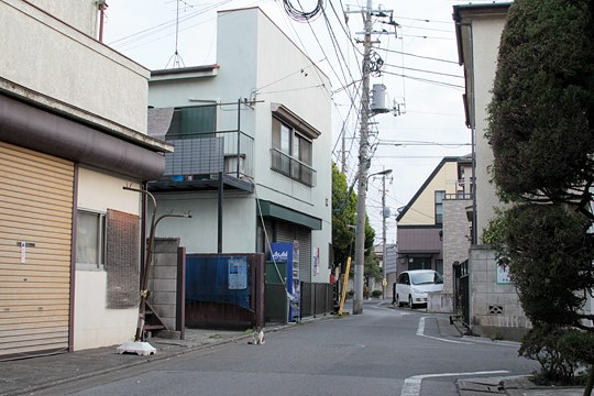 街のねこたち