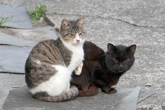 街のねこたち