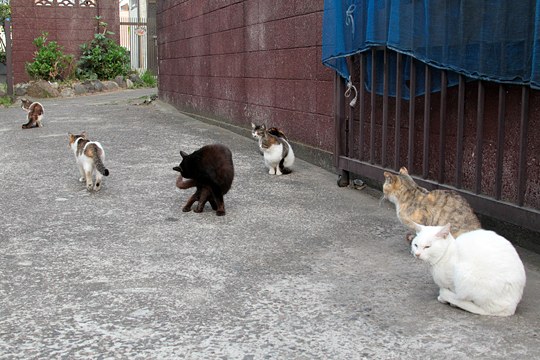 街のねこたち