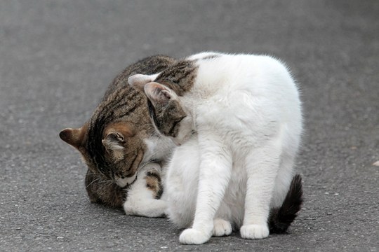 街のねこたち