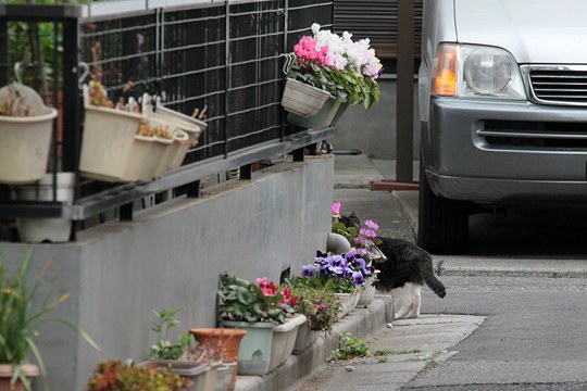 街のねこたち