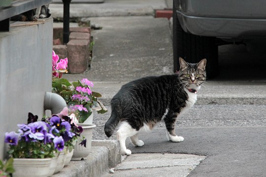 街のねこたち