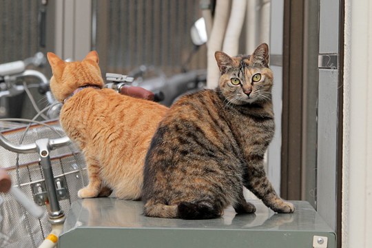 街のねこたち