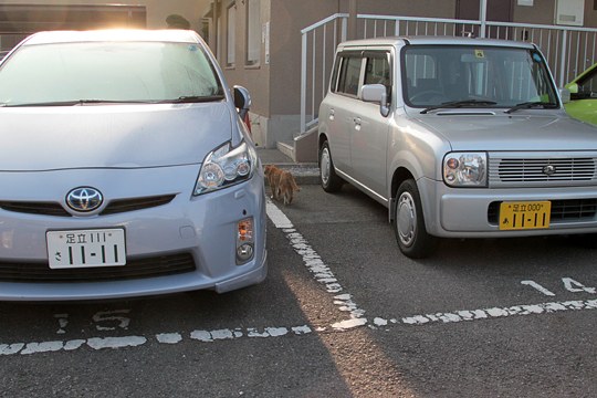 街のねこたち
