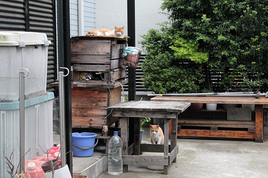 街のねこたち