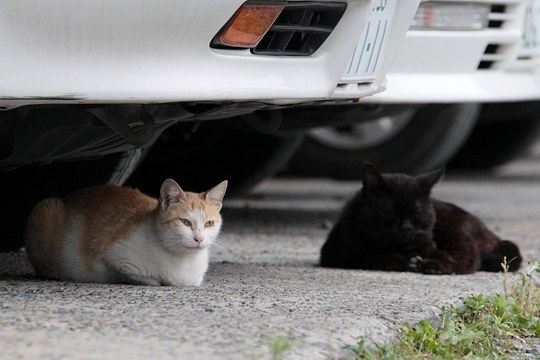 街のねこたち
