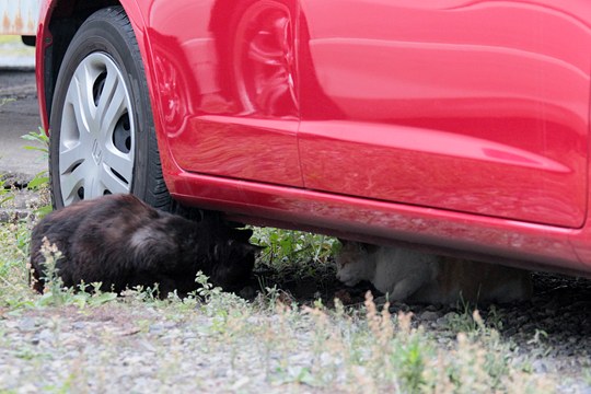 街のねこたち