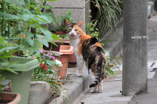 街のねこたち