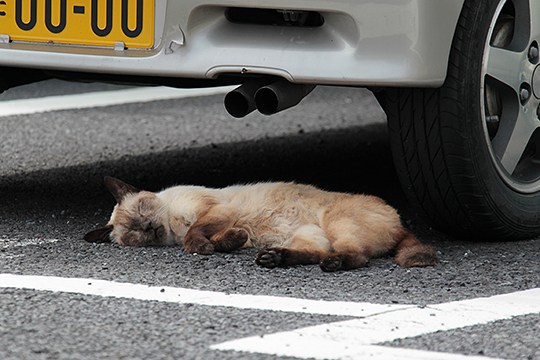 街のねこたち