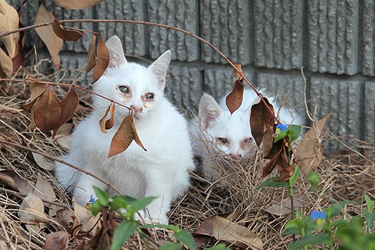 街のねこたち