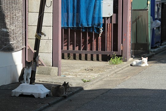 街のねこたち