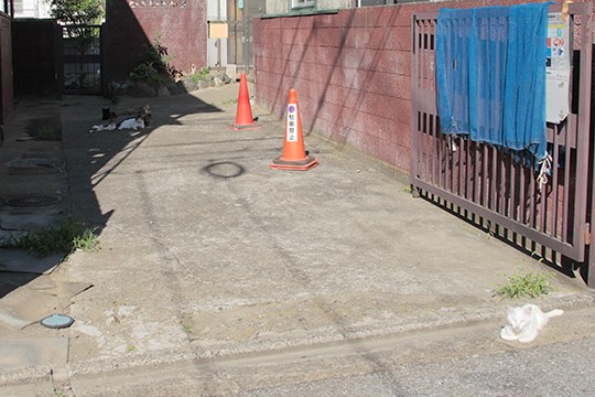街のねこたち