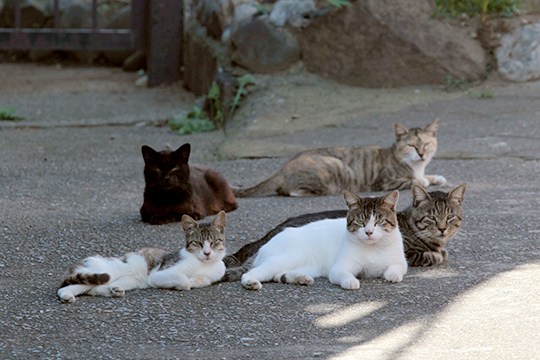 街のねこたち