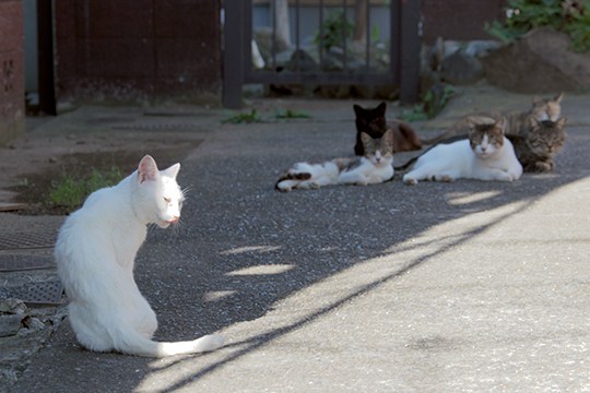街のねこたち