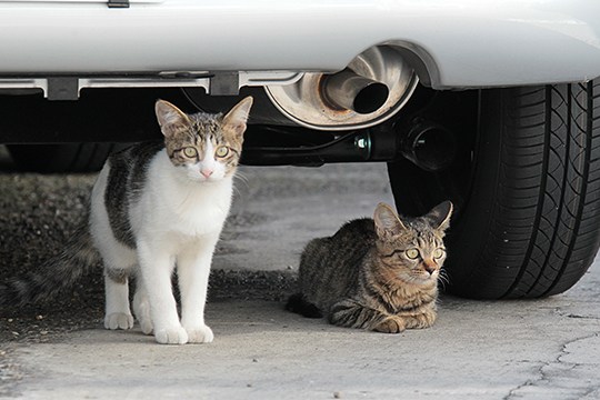 街のねこたち