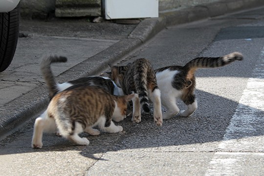 街のねこたち