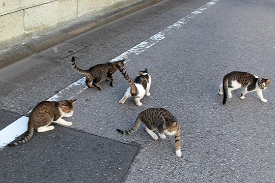 街のねこたち