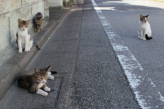 街のねこたち