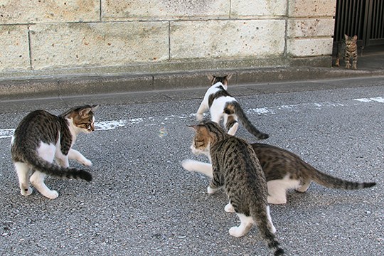 街のねこたち