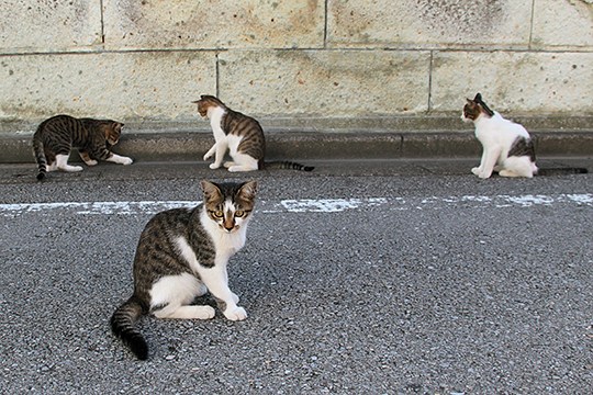 街のねこたち