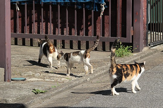 街のねこたち