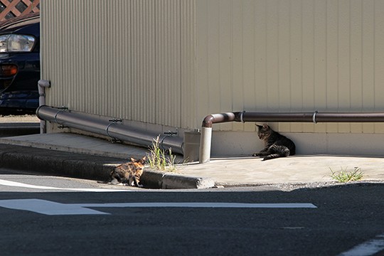 街のねこたち