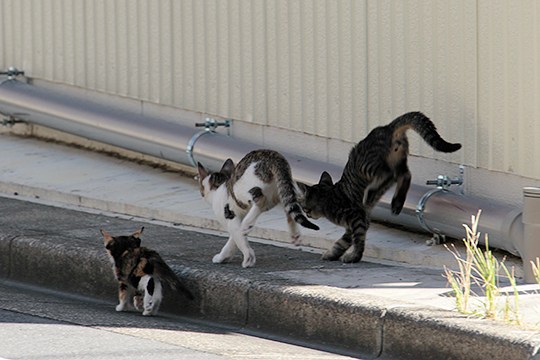 街のねこたち