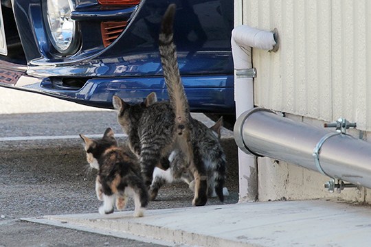 街のねこたち