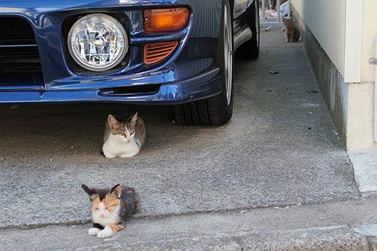 街のねこたち