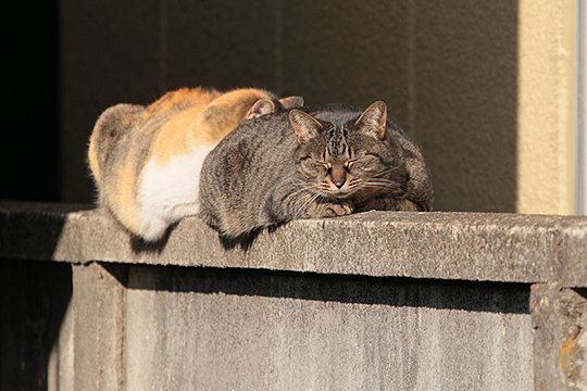 街のねこたち