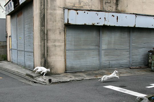 街のねこたち
