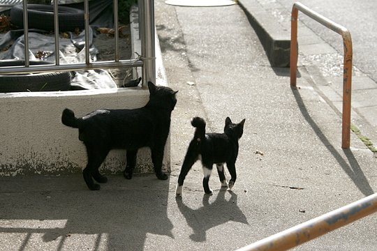 街のねこたち