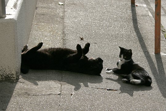 街のねこたち