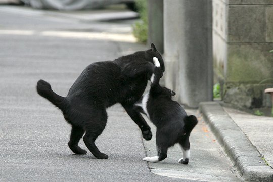 街のねこたち