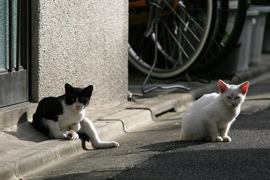 街のねこたち