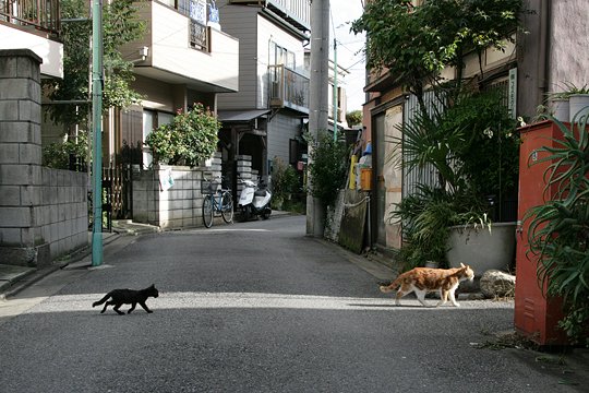 街のねこたち