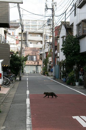街のねこたち