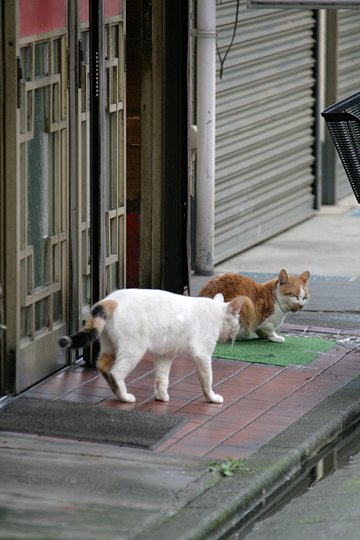 街のねこたち