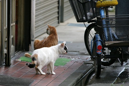 街のねこたち