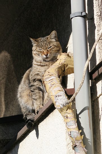 ねこ写真