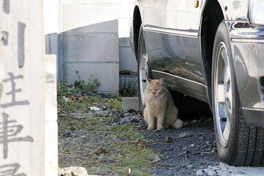 ねこ写真