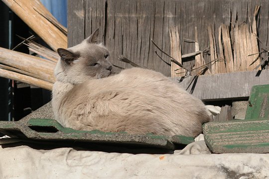 ねこ写真