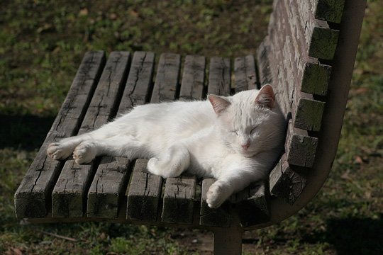 ねこ写真