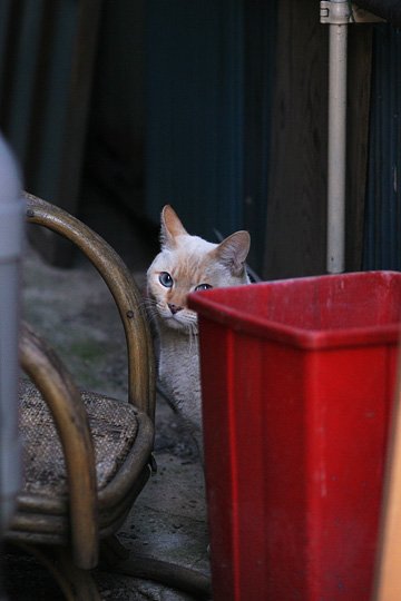 ねこ写真